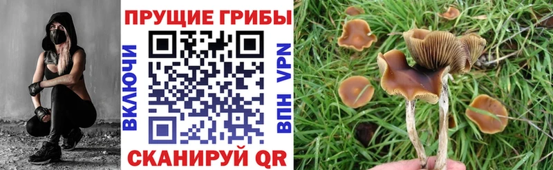 кракен ссылки darknet как зайти Псилоцибиновые грибы Psilocybine cubensis Зея